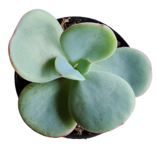 Suculenta Echeveria Gila- Pote 6