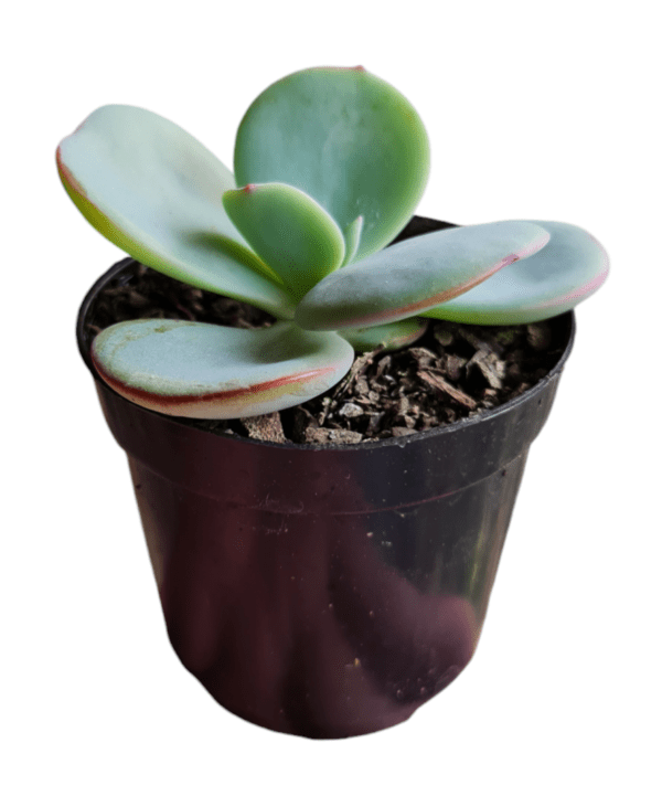 Suculenta Echeveria Gila- Pote 6 - Image 2