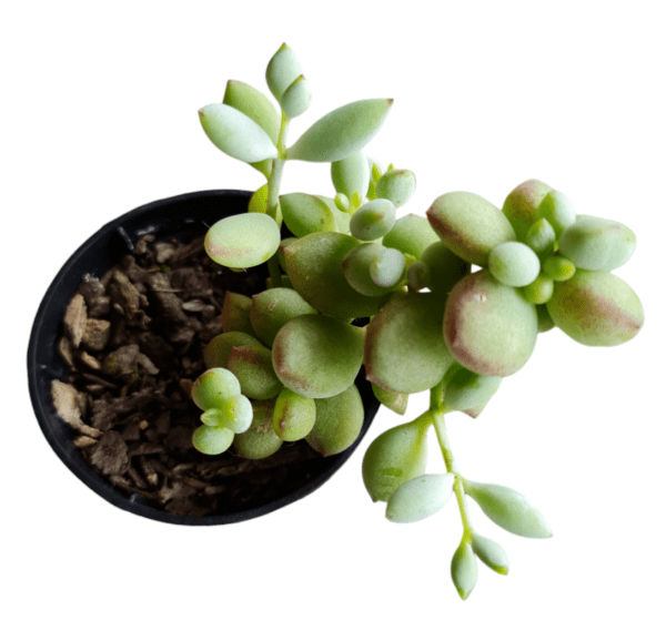 Suculenta Cotyledon Pendens - Pote 6