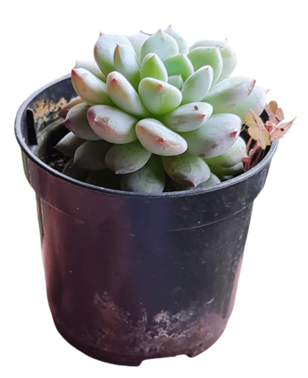 Suculenta Echeveria Baena - Pote 6 - Imagem 2