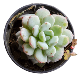 Suculenta Echeveria Baena – Pote 6