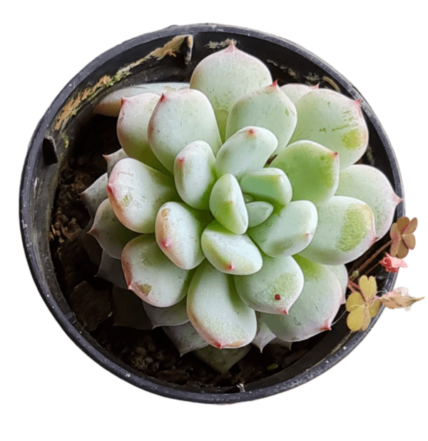 Suculenta Echeveria Baena - Pote 6
