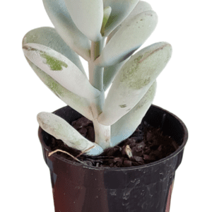 Suculenta Cotyledon Oophyla – Pote 6