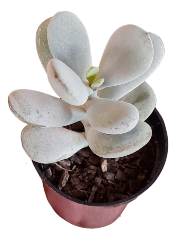 Suculenta Cotyledon Oophyla - Pote 6