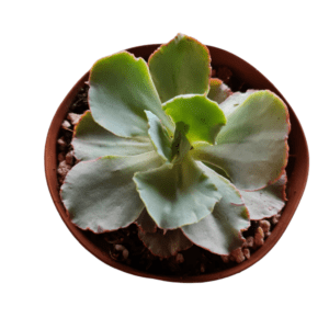 Gibbiflora Cleopatra- pote 11