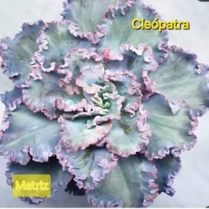 Gibbiflora Cleopatra- pote 11