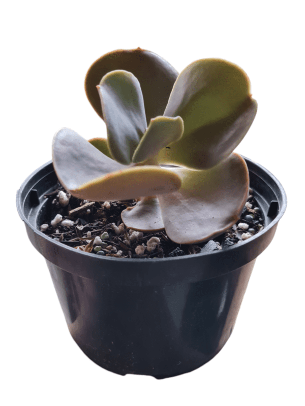 Gibbiflora Magic Lamp - Pote 11 - Image 3