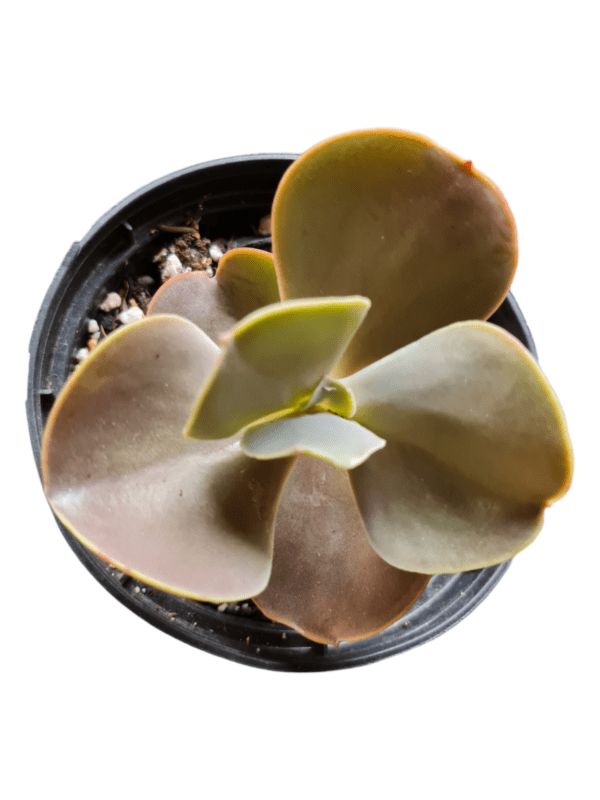 Gibbiflora Magic Lamp - Pote 11 - Image 2