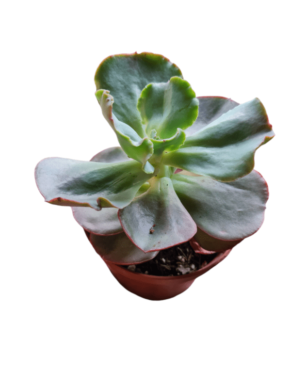 Gibbiflora Meridian - Pote 11 - Image 3