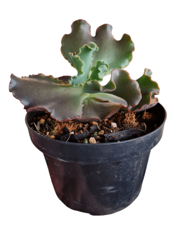 Gibbiflora Alba - Pote 11 - Image 2