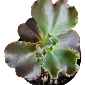 Gibbiflora Aida – Pote 11