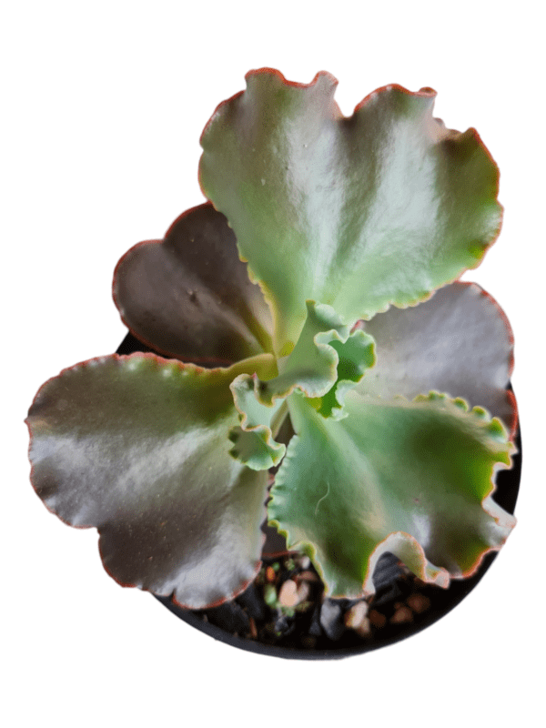 Gibbiflora Alba - Pote 11
