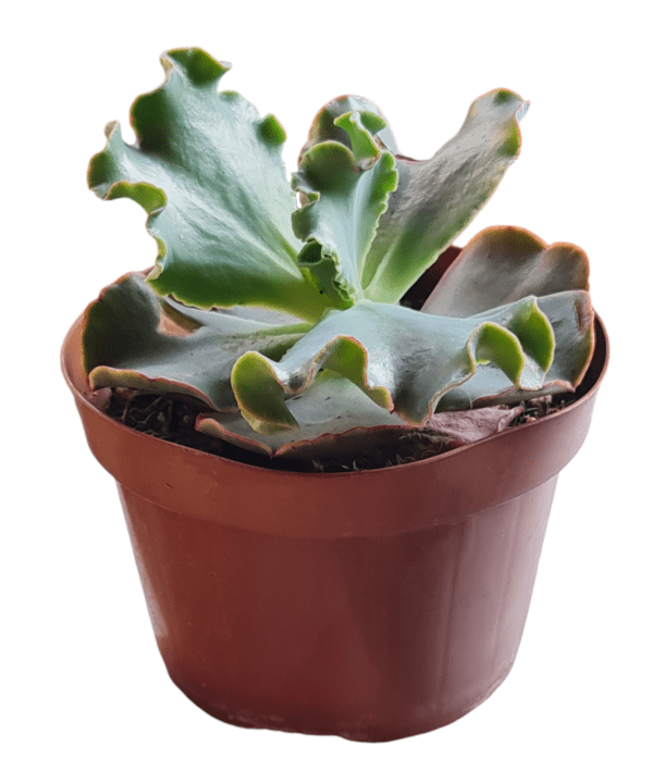 Gibbiflora Buxtehude - Pote 11 - Image 3