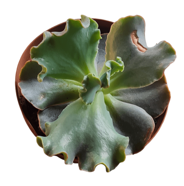 Gibbiflora Buxtehude - Pote 11 - Image 2