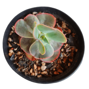 Gibbiflora Marjory F1 – Pote 11