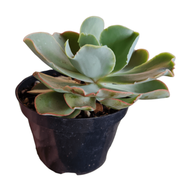 Gibbiflora Chantilly White Cloud - Imagem 2