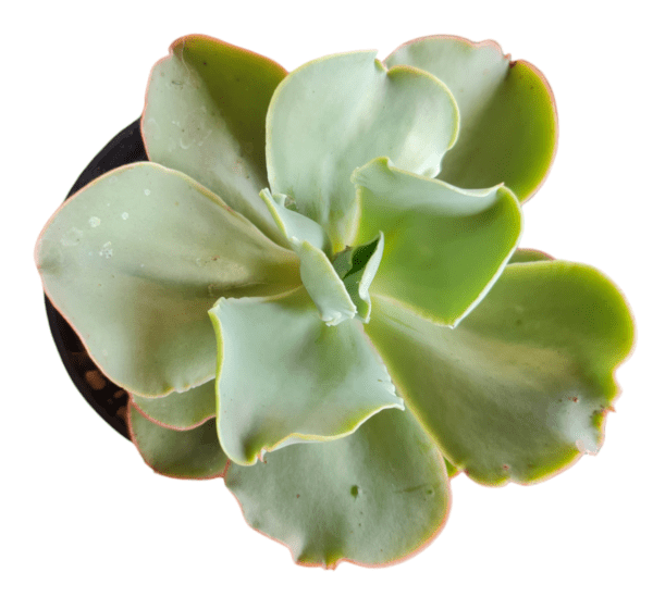 Gibbiflora Chantilly White Cloud - Imagem 3