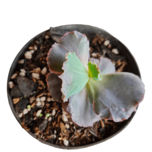 Gibbiflora Mojave – Pote 11