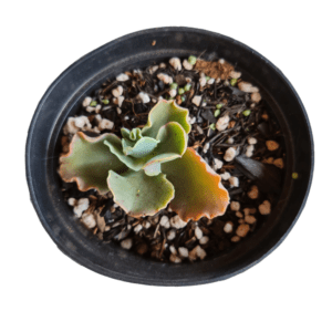 Gibbiflora Alma Wilson – Pote 11