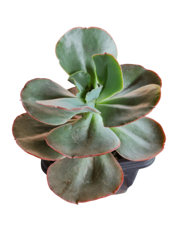 Gibbiflora Can Can Reversa - Pote 13 - Image 3