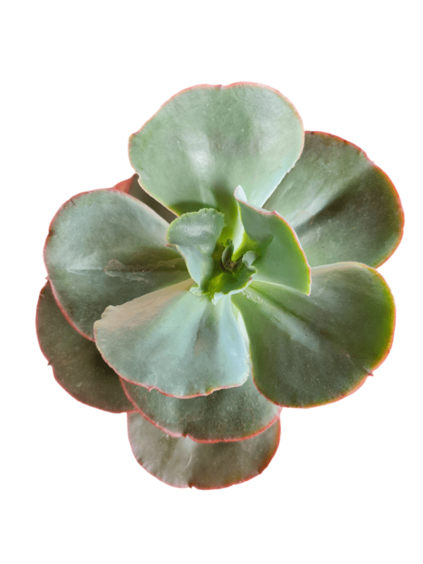 Gibbiflora Can Can Reversa - Pote 13 - Image 2