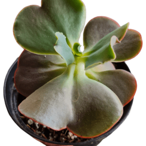 Gibbiflora Tutemes – Pote 11