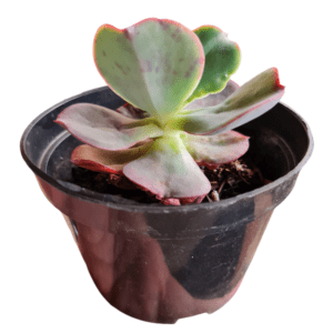 Gibbiflora Scarpia – Pote 11