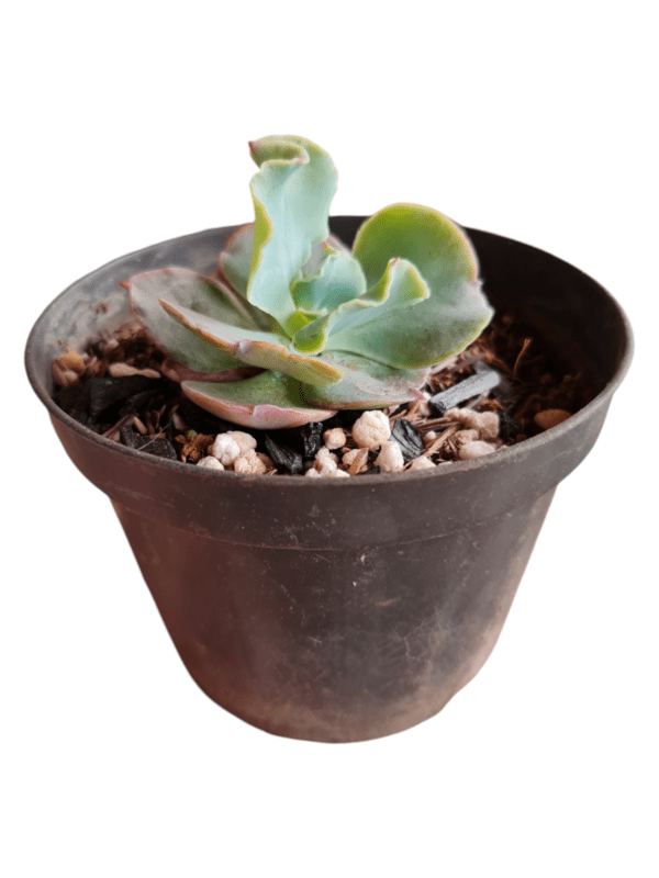 Gibbiflora Verrugas - Pote 11 - Image 3