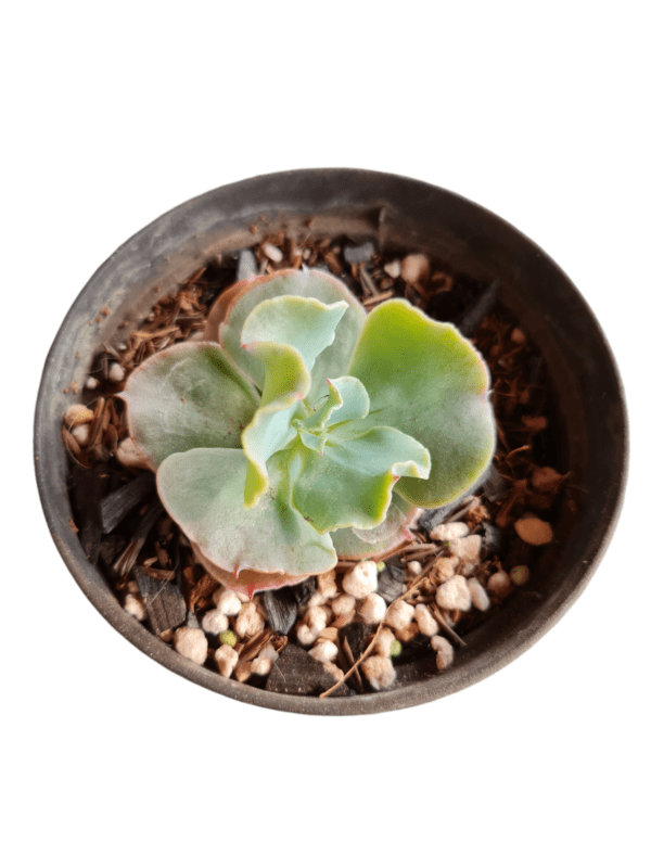 Gibbiflora Verrugas - Pote 11 - Image 2