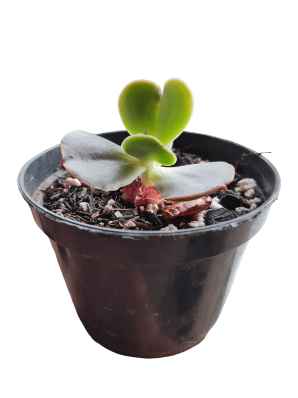 Gibbiflora B006 - Image 2