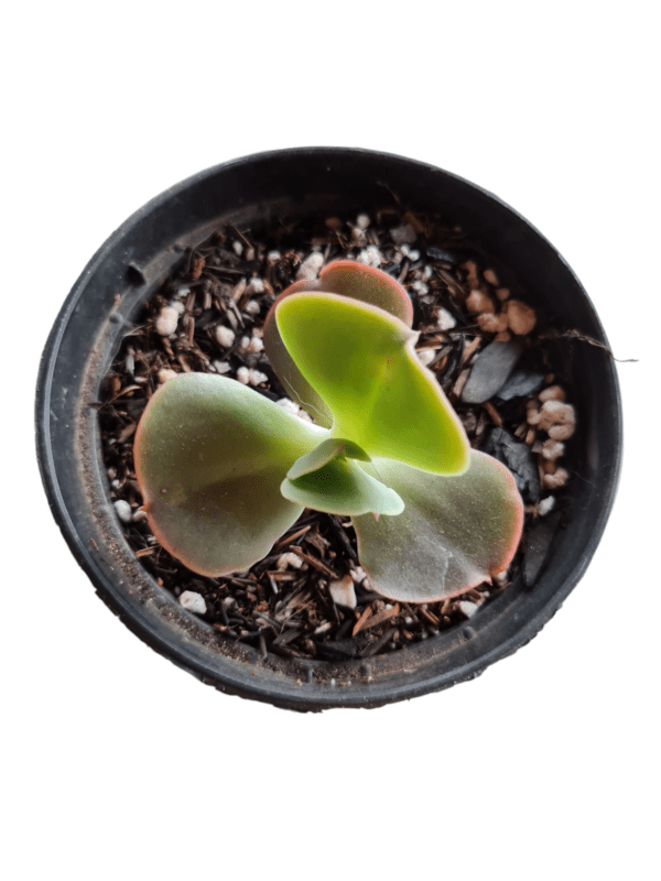 Gibbiflora B006