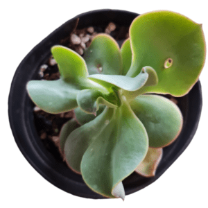 Gibbiflora Diaguitas – Pote 11