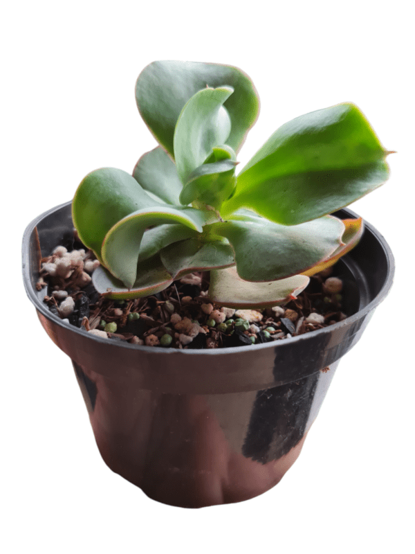 Gibbiflora Diaguitas - Pote 11 - Image 3