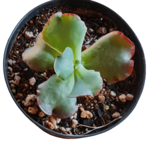 Gibbiflora Goliath – Pote 11