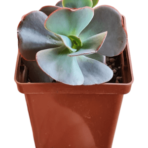 Gibbiflora Duende – Pote 11