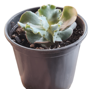 Gibbiflora Turqueze – Pote 11