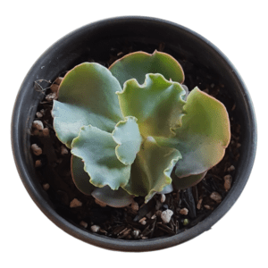 Gibbiflora Turqueze – Pote 11