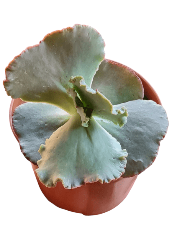 Gibbiflora Barroco - Pote 11 - Image 2