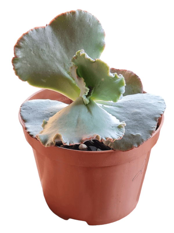 Gibbiflora Barroco - Pote 11 - Image 3