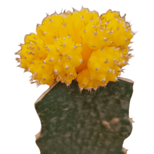 Gymnocalycium mihanovichii amarelo