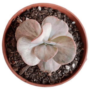 Suculenta Echeveria One Only Variegata – pote 12