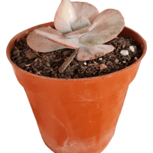 Suculenta Echeveria One Only Variegata – pote 12