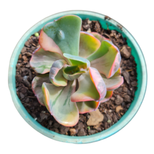 Suculenta Echeveria Beyonce Veriegata – Pote 12