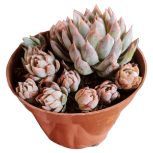 Suculenta Echeveria Silver Queen (Colônia)