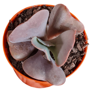 Echeveria Gibbiflora Increible (Carunculas)