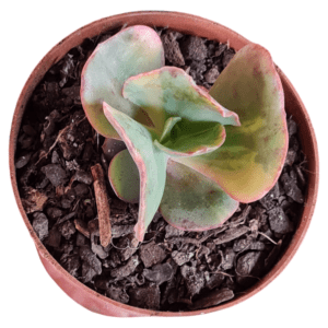 Gibbiflora Echeveria Meridian Variegata – Pote 11