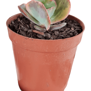 Gibbiflora Echeveria Meridian Variegata – Pote 11