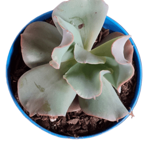 Suculenta Echeveria Gibbiflora Culibra