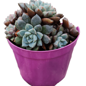 Suculenta Echeveria Subcorymbosa – Colônia