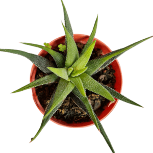 Suculenta Haworthia Attenuata